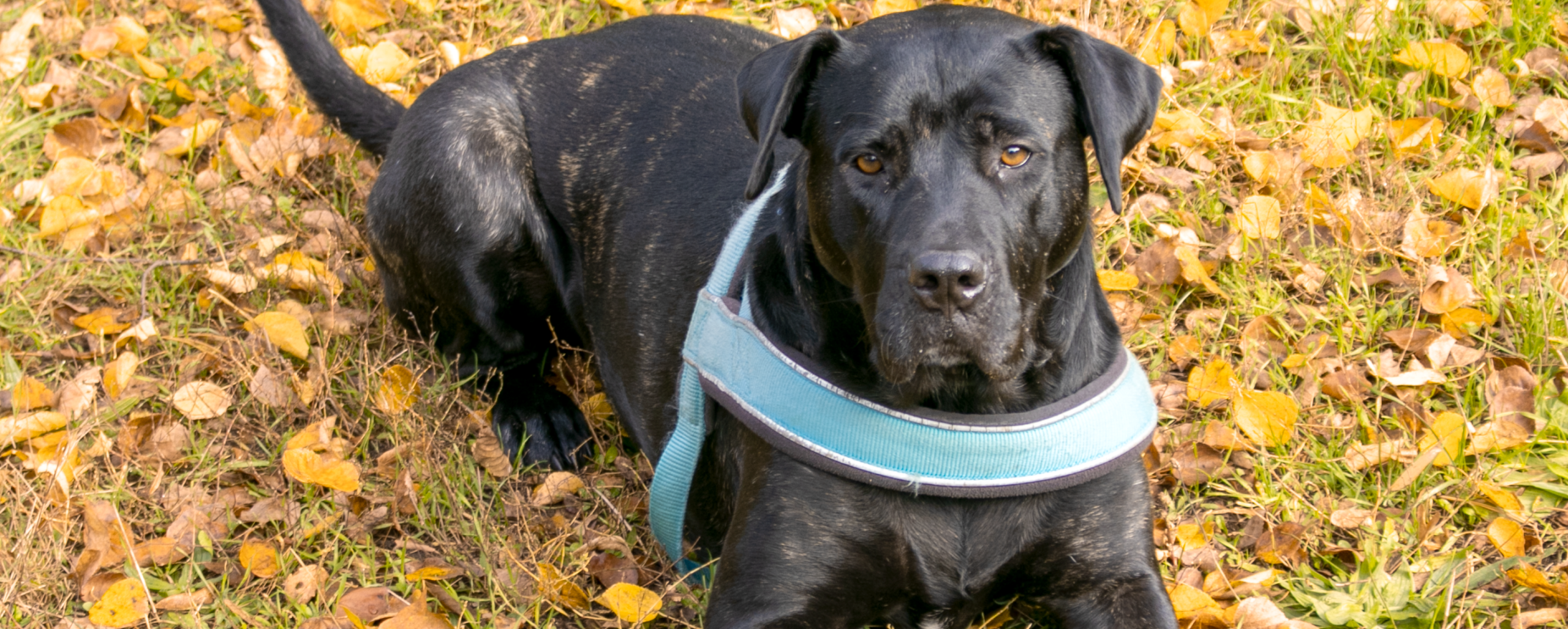 Grand chien noir allongé sur un parterre de feuilles jaunes