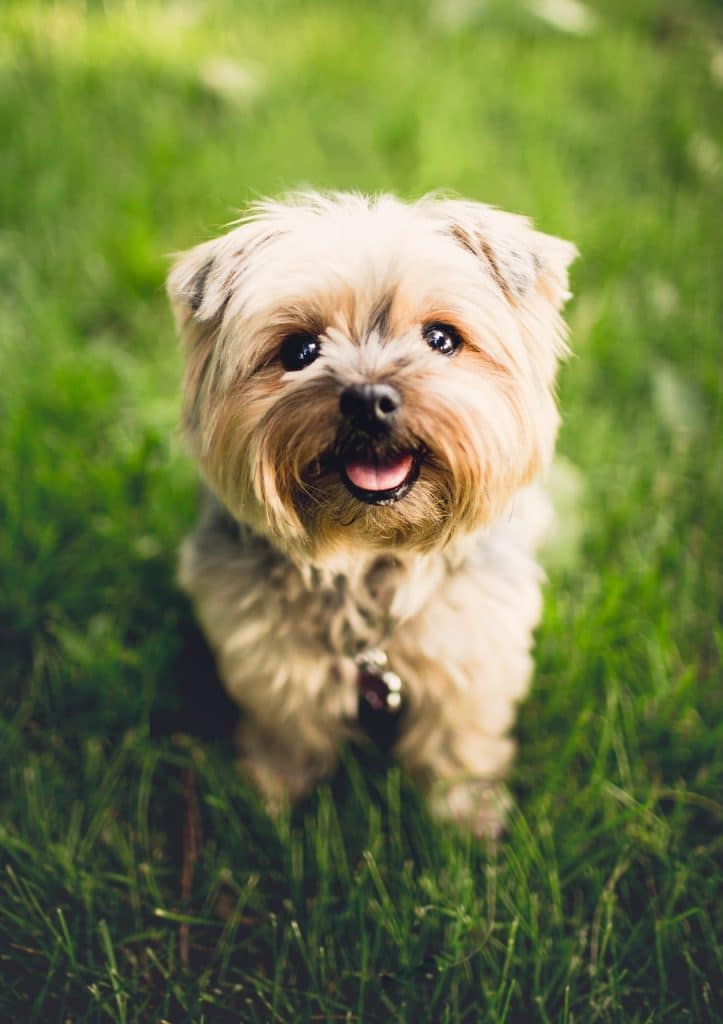 Petit chien assis sur de l'herbe