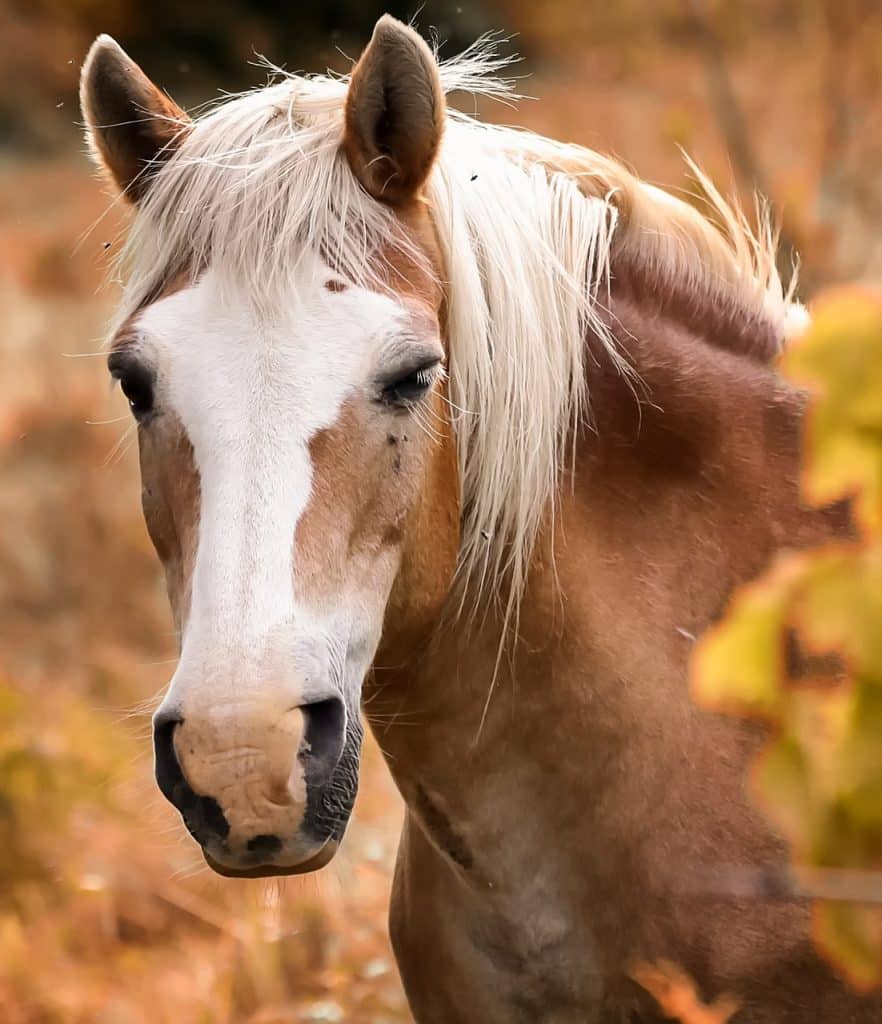 Cheval de trait regardant l'objectif