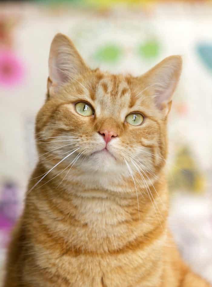 Chat roux tigré aux yeux verts