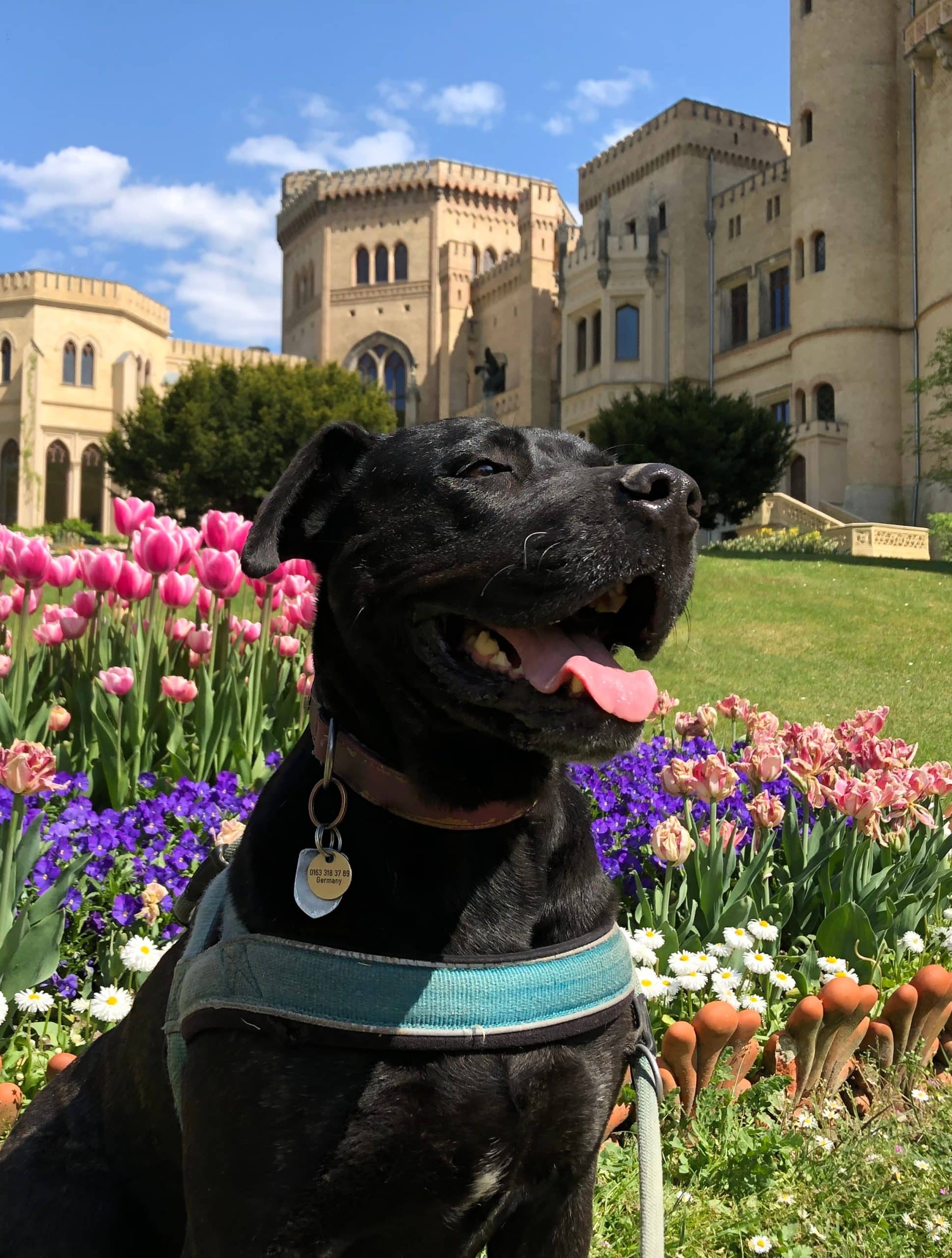 Grand chien noir devant des fleurs et un château Grand chien noir devant des fleurs et un château
