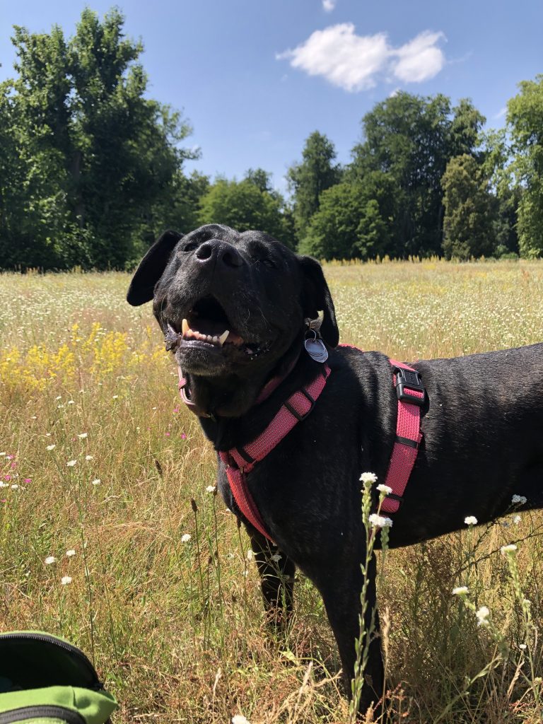 Chien noir souriant dans un champ Chien noir souriant dans un champ