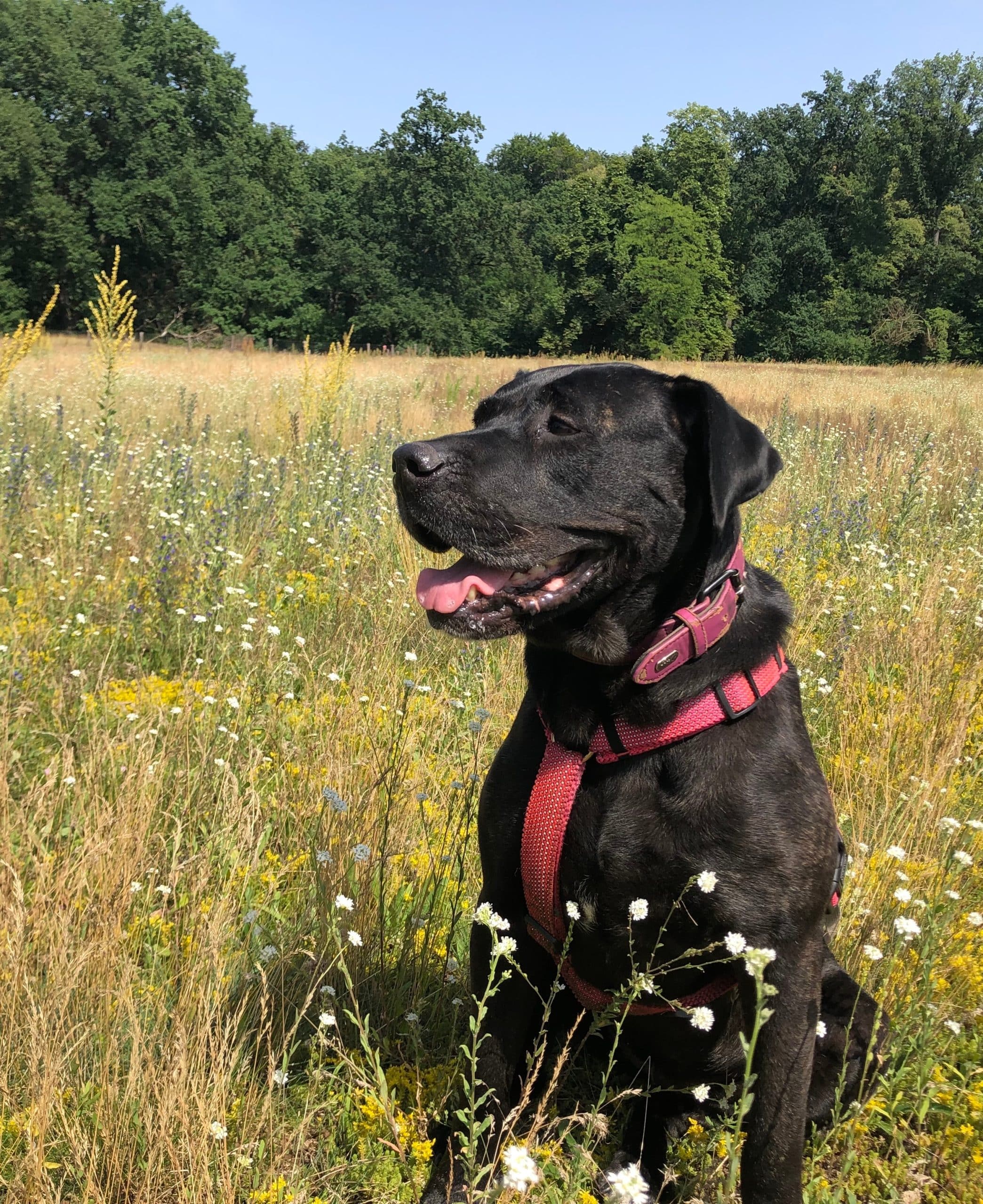 Grand chien noir dans un champ