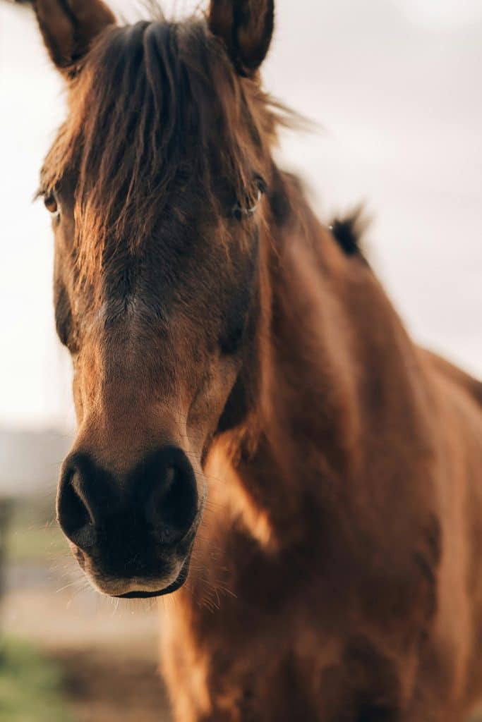 Detailed close-up portrait of a brown horse in natural sunlight. Detailed close-up portrait of a brown horse in natural sunlight.
