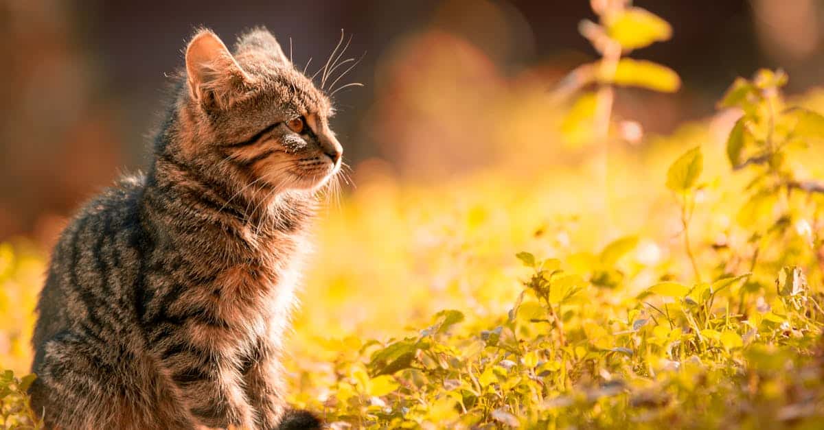 A tranquil scene of a tabby kitten basking in the warm sunlight in a lush meadow. A tranquil scene of a tabby kitten basking in the warm sunlight in a lush meadow.