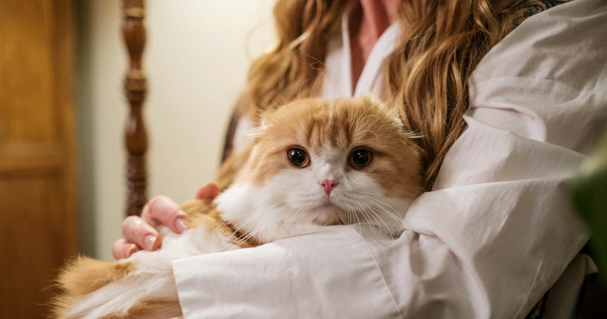 Chat roux dans les bras d'une femme assise