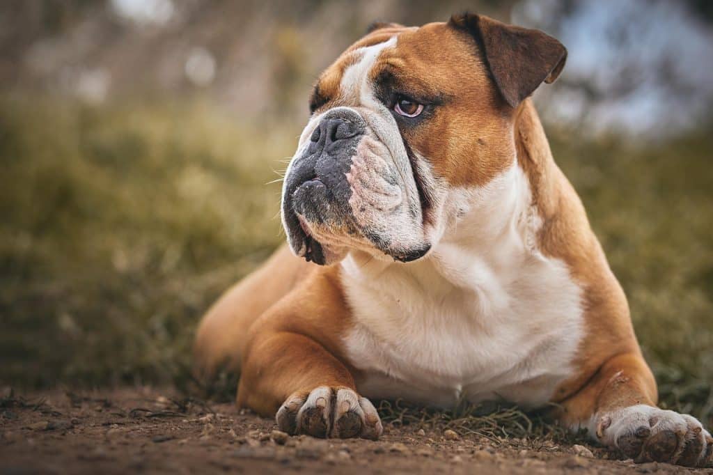 Bulldog allongé en extérieur