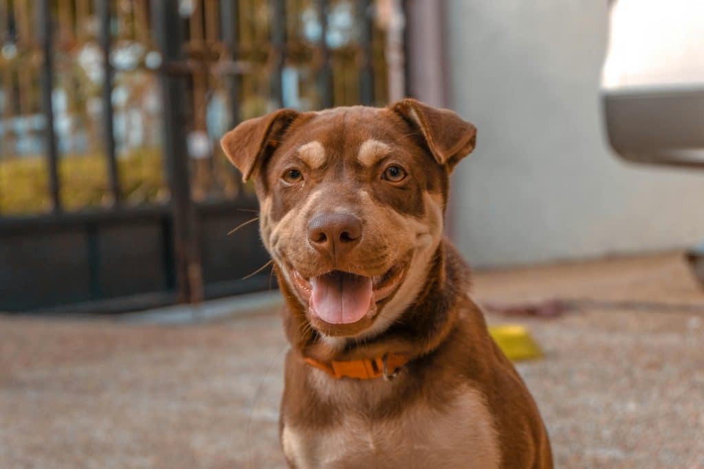 Le point de vue d'un animal pendant une communication animale : le cas d'un chien brun