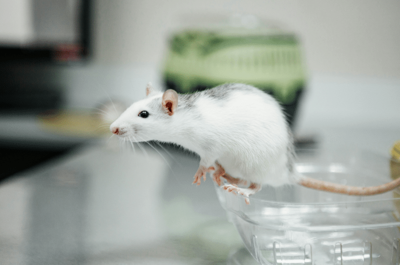 rat dans un laboratoire - animal pas objet