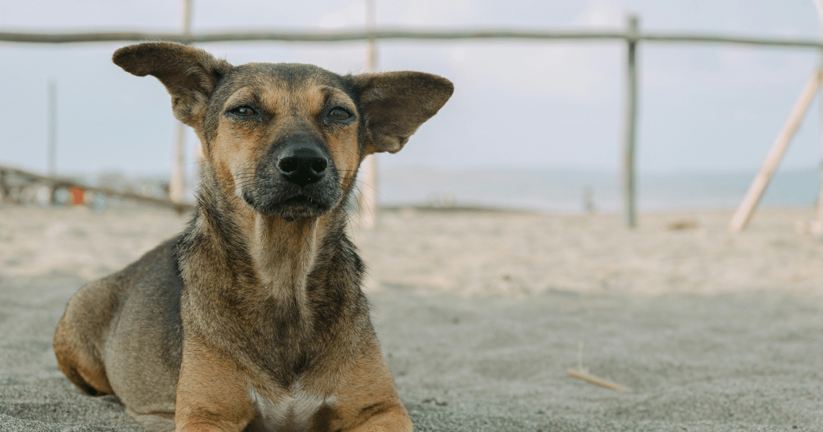 animal pas objet - chien allongé sur une plage