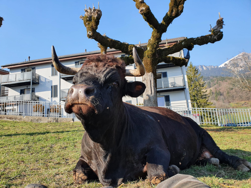 Vache allongée dans un pré. Réglisse. Éleveur reconverti. Sétphane.