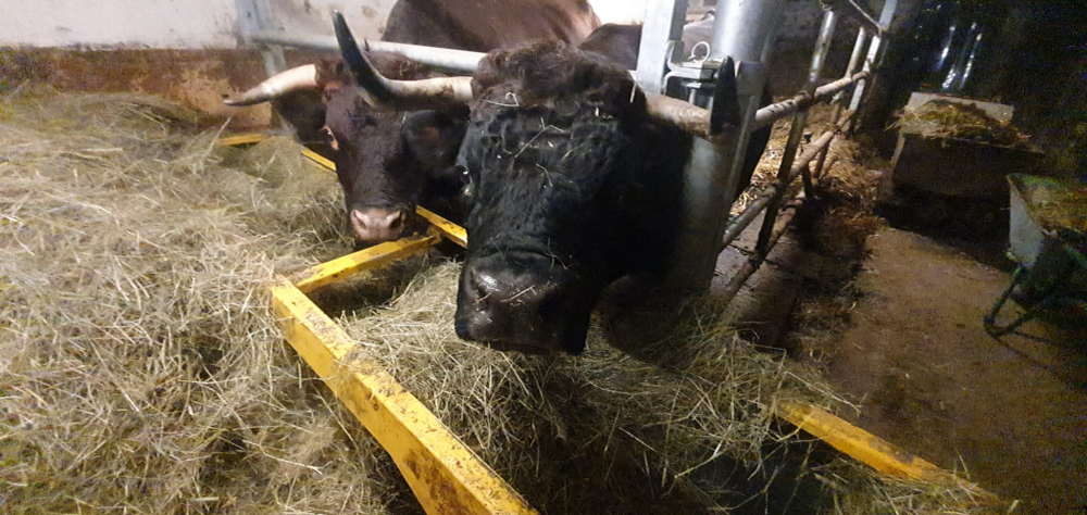 Vaches dans une écurie