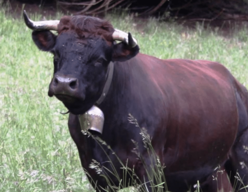 Vache dans un pré