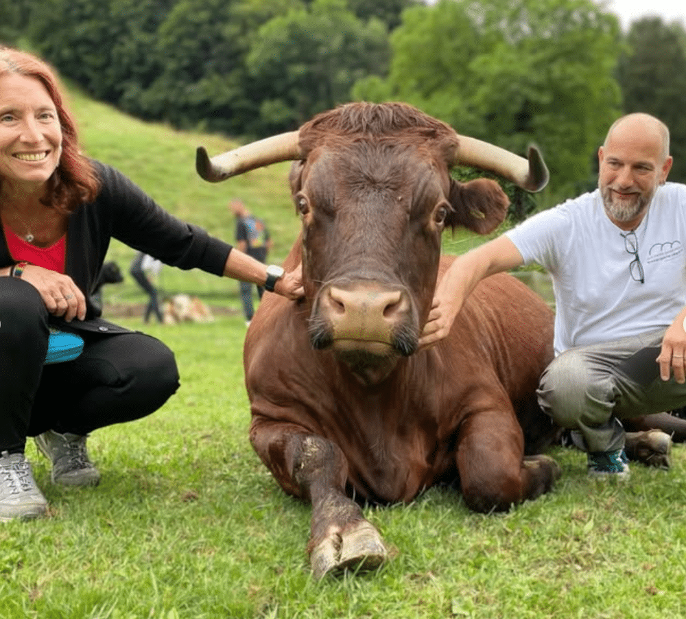 Valérie et Stéphane autour d'une vache allongée. Éleveur reconverti.