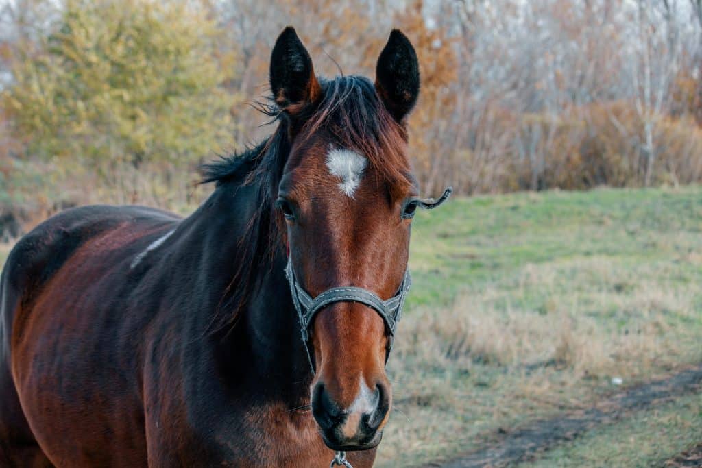 Detailed close-up portrait of a brown horse with white markings in a field during autumn.