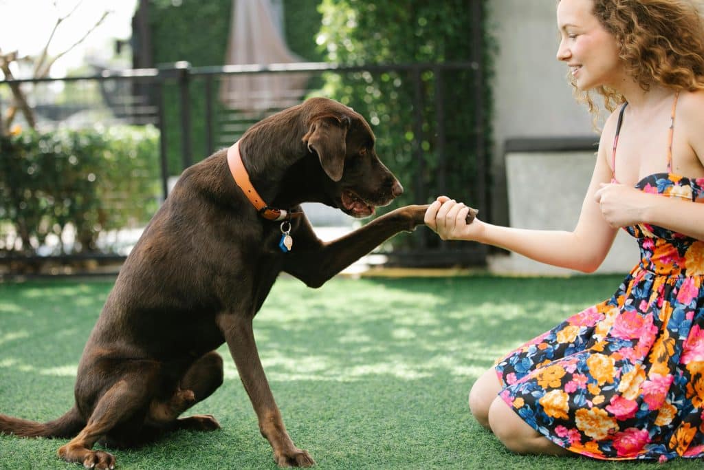 A cheerful woman in a floral dress interacting with her friendly chocolate labrador on a sunny lawn.