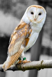 bird, owl, ornithology, animal, birds of prey, wildlife, plumage, beak, predator, barn owl, portrait, feathers, nocturnal, outdoors, wings, sitting, nature, bird watching