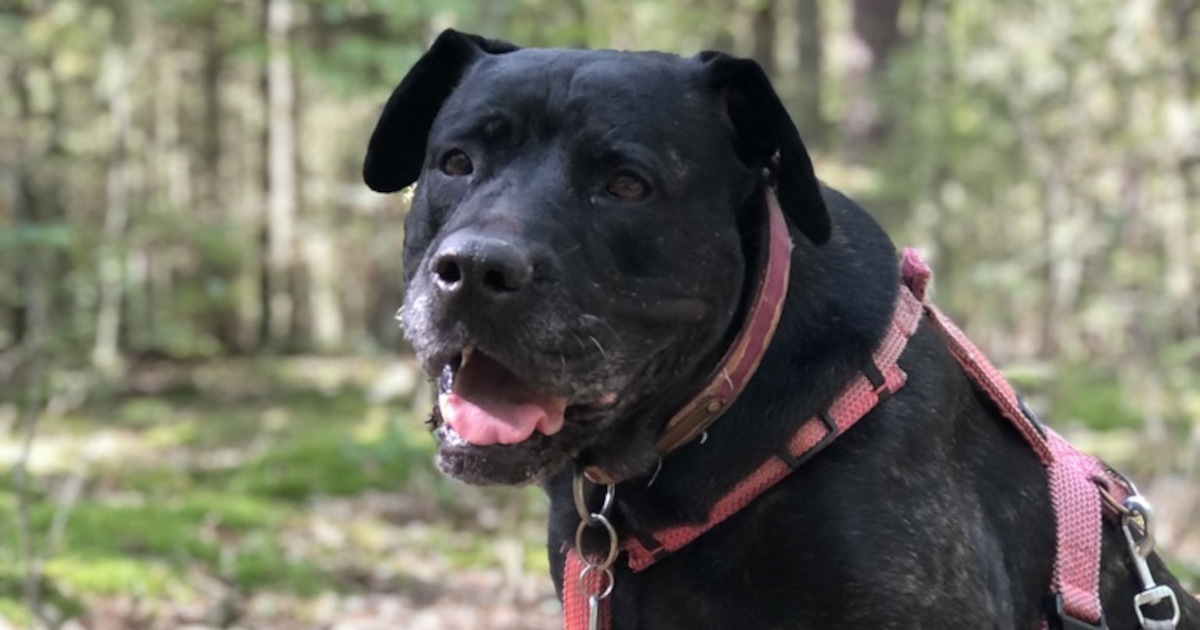 Portrait d'un grand chien noir dans une forêt
