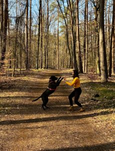 Grand chien noir qui joue sur un chemin de forêt avec une femme caucasienne.