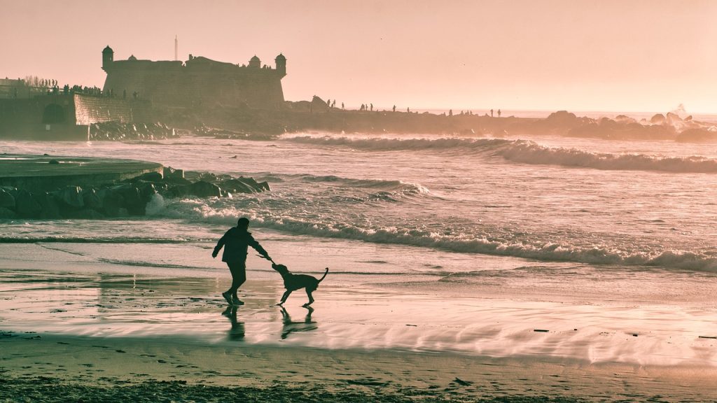 beach, man, dog, silhouette, castle, happy, pet, play, fun, leisure, animal, vacation, nature, coast, seashore, sea, ocean, wave, sunset