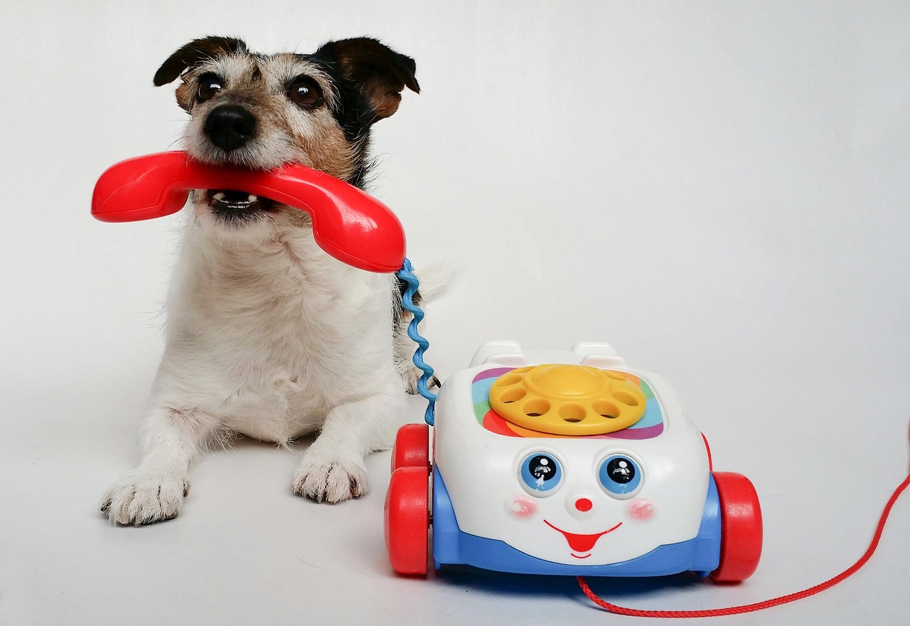 Jack Russel Terrier holding a toy telephone receiver in its mouth