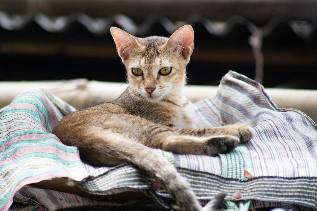cat, kitten, pet, feline, animal, fur, kitty, whiskers, mammal, domestic, domestic cat, cat portrait, nature, animal world