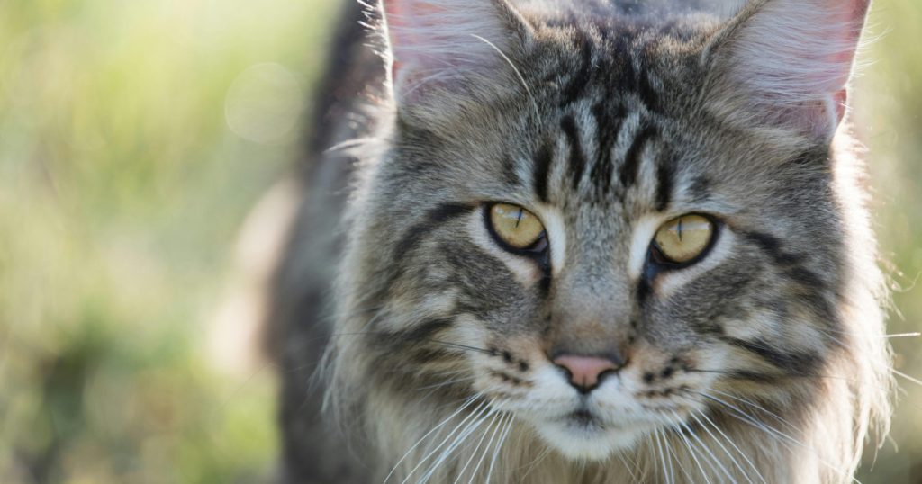 Close-up Photo of Fury Cat
