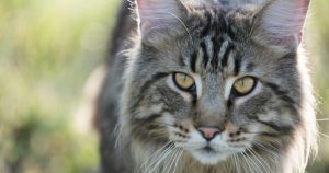 Close-up Photo of Fury Cat