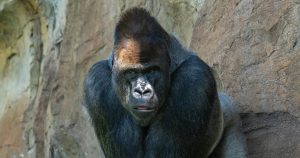 Gorilla in a Zoo