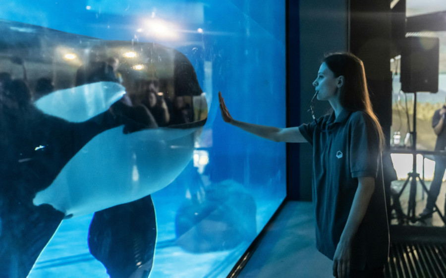 Woman and Killer Whale Interaction at Aquarium