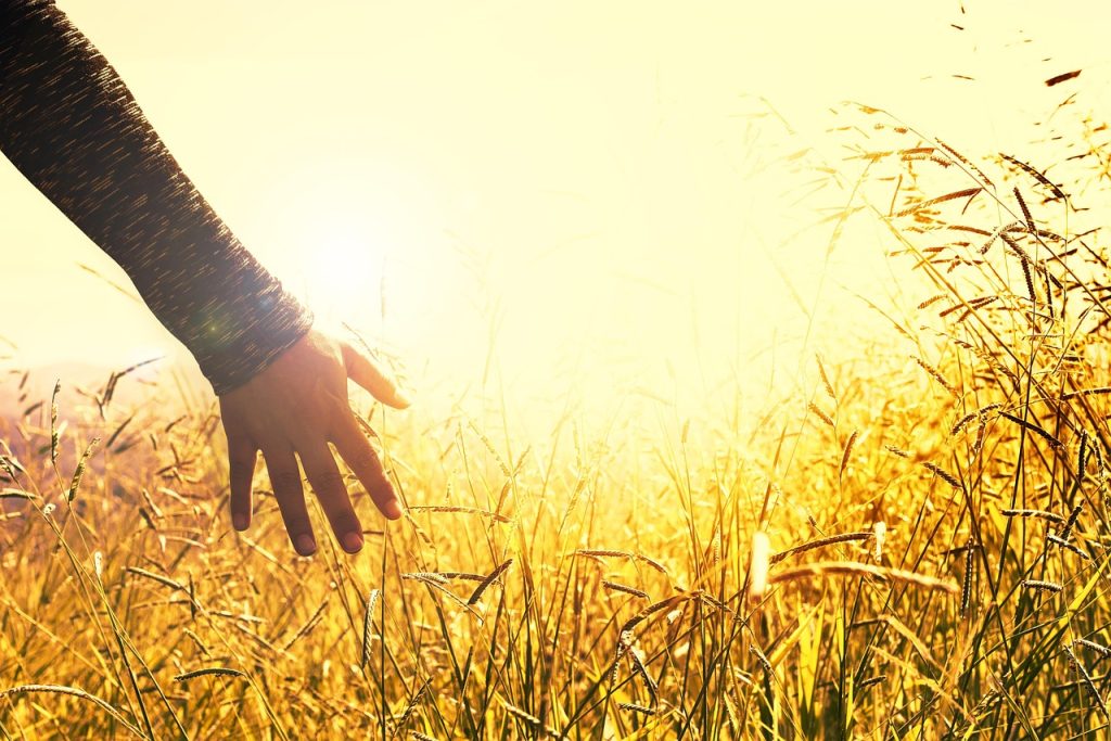 meadow, field, sunset, touching, peace, tranquility, nature, peace, peace, peace, peace, peace