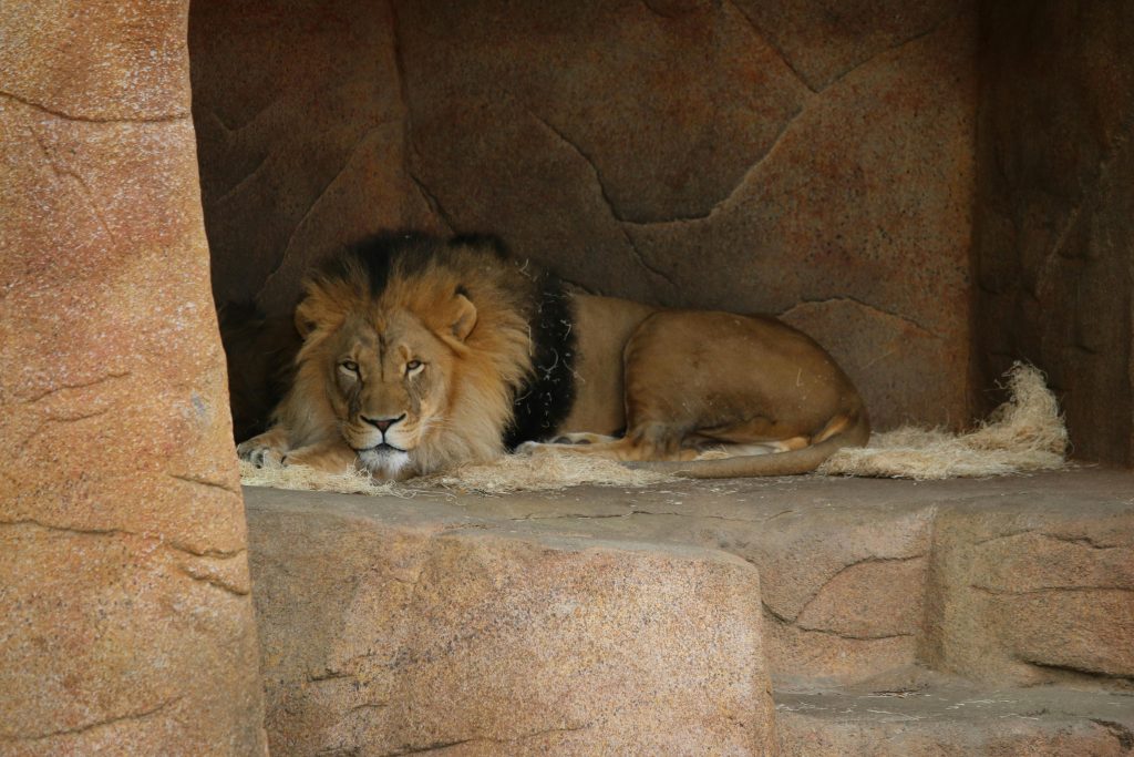 A powerful lion rests peacefully in a rocky zoo enclosure, showcasing his majestic presence.
