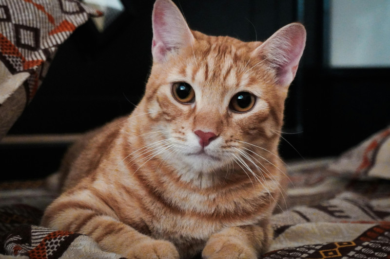 communication_animale_question_chat Ginger cat lying down on a blanket and looking at the camera