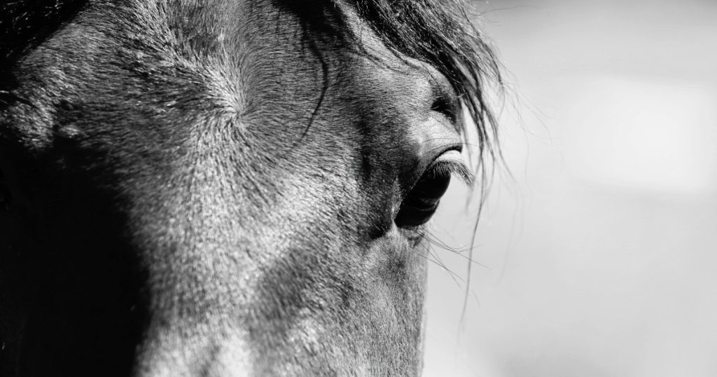 Close-up Monochrome Image of a Horse's Eye