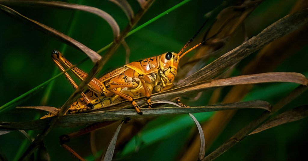 yellow cricket on green grass
