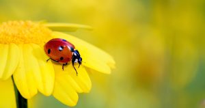 Coccinelle sur une fleur jaune