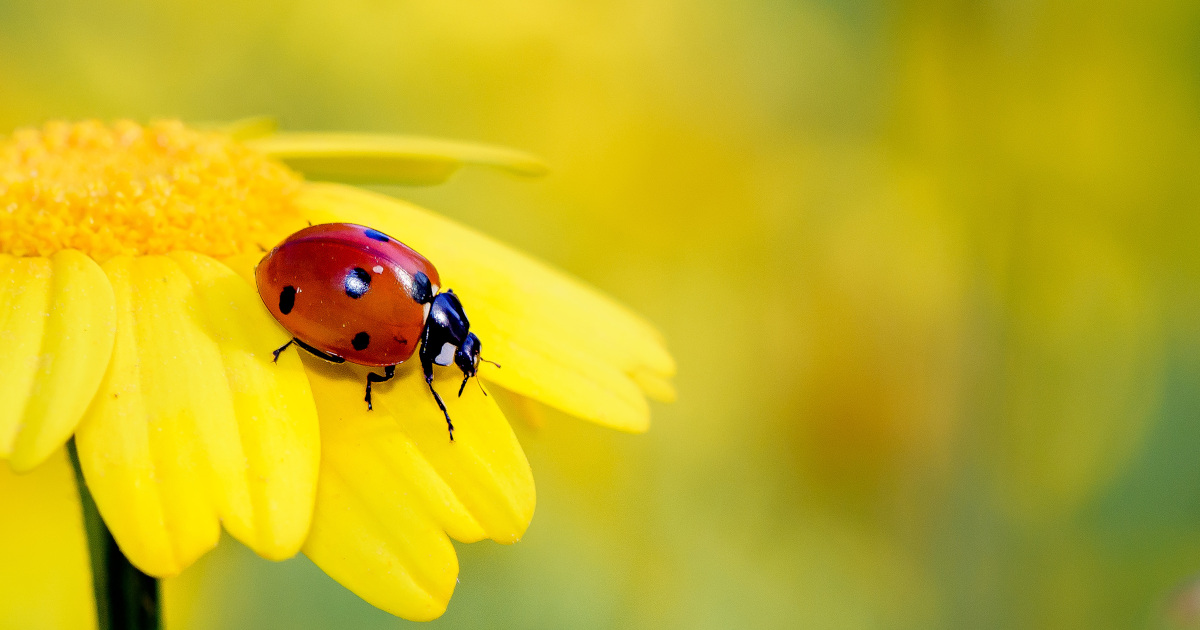 Coccinelle sur une fleur jaune
