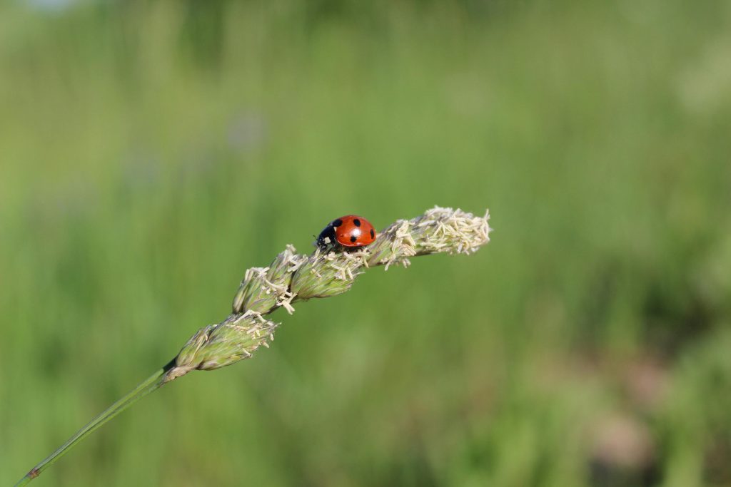 A vibrant ladybug perched on grass against a blurred green background, captured in detail.